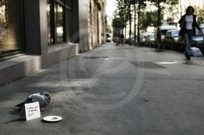 Photo d'un pigeon mendiant dans une rue de Paris dans l'indifférence des passants