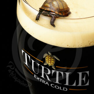 Photomontage d'une petite tortue penchée dans une pinte de bière brune