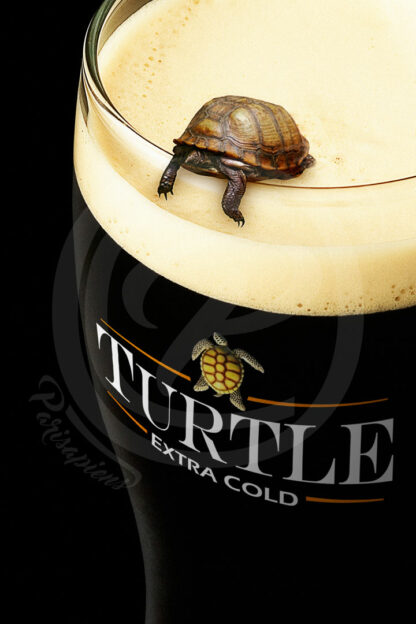 Photomontage d'une petite tortue penchée dans une pinte de bière brune
