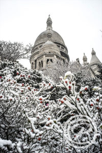 Baies rouges sous la neige devant le Sacré Cœur